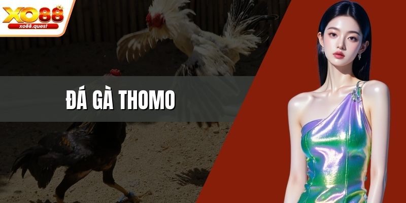Đá gà thomo