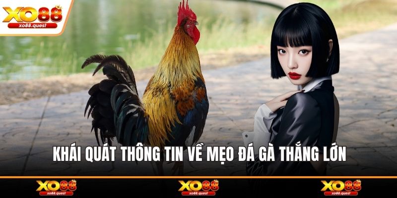 Khái quát thông tin về mẹo đá gà thắng lớn
