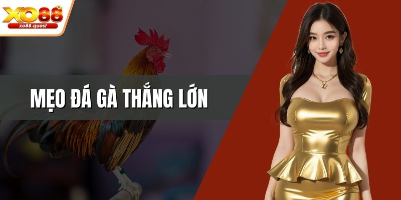 Mẹo đá gà thắng lớn