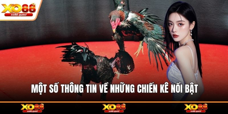 Một số thông tin về những chiến kê nổi bật