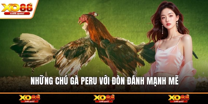 Những chú gà Peru với đòn đánh mạnh mẽ