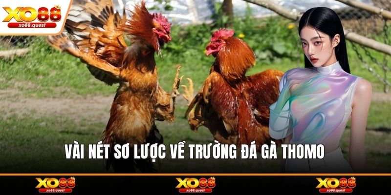 Vài nét sơ lược về trường đá gà thomo